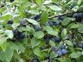 common plums